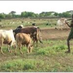 Days of Peace: The Fulani and Cattle in Togo, West Africa