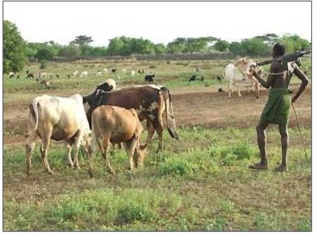 Days of Peace: The Fulani and Cattle in Togo, West Africa